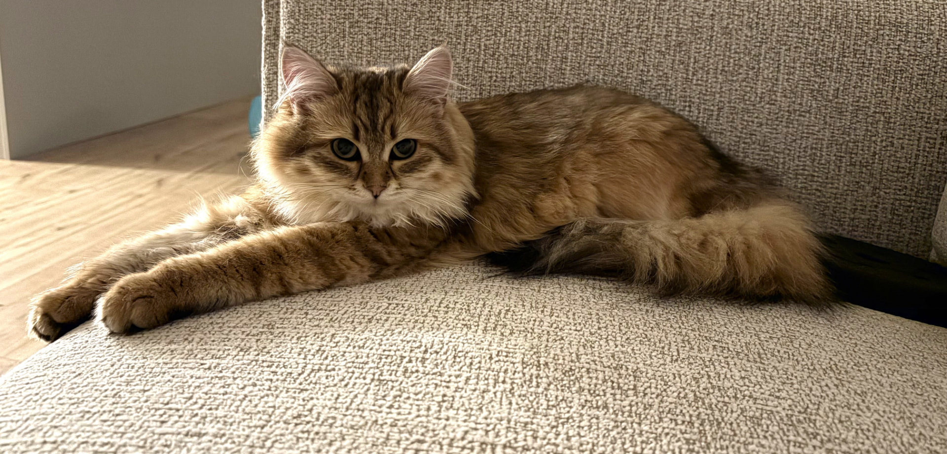 Golden Siberian cat resting in warm sunlight at home