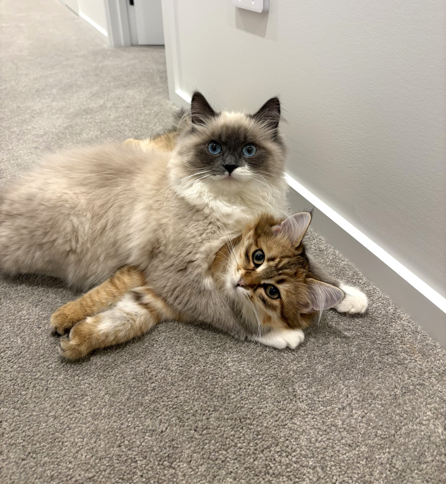 Siobhan and Oliver as kittens (5 of 6)
