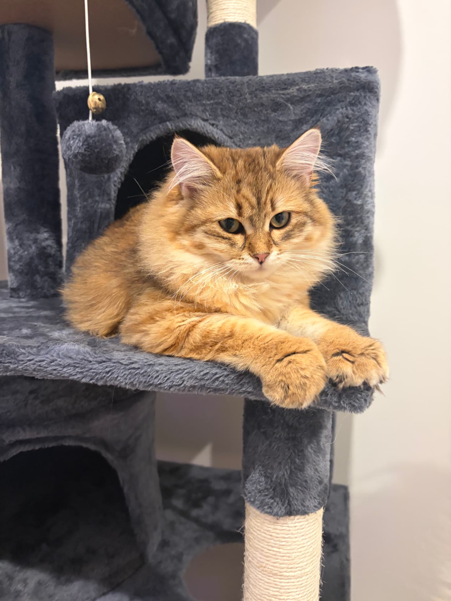 Brown tabby Siberian queen in close portrait (1 of 4)
