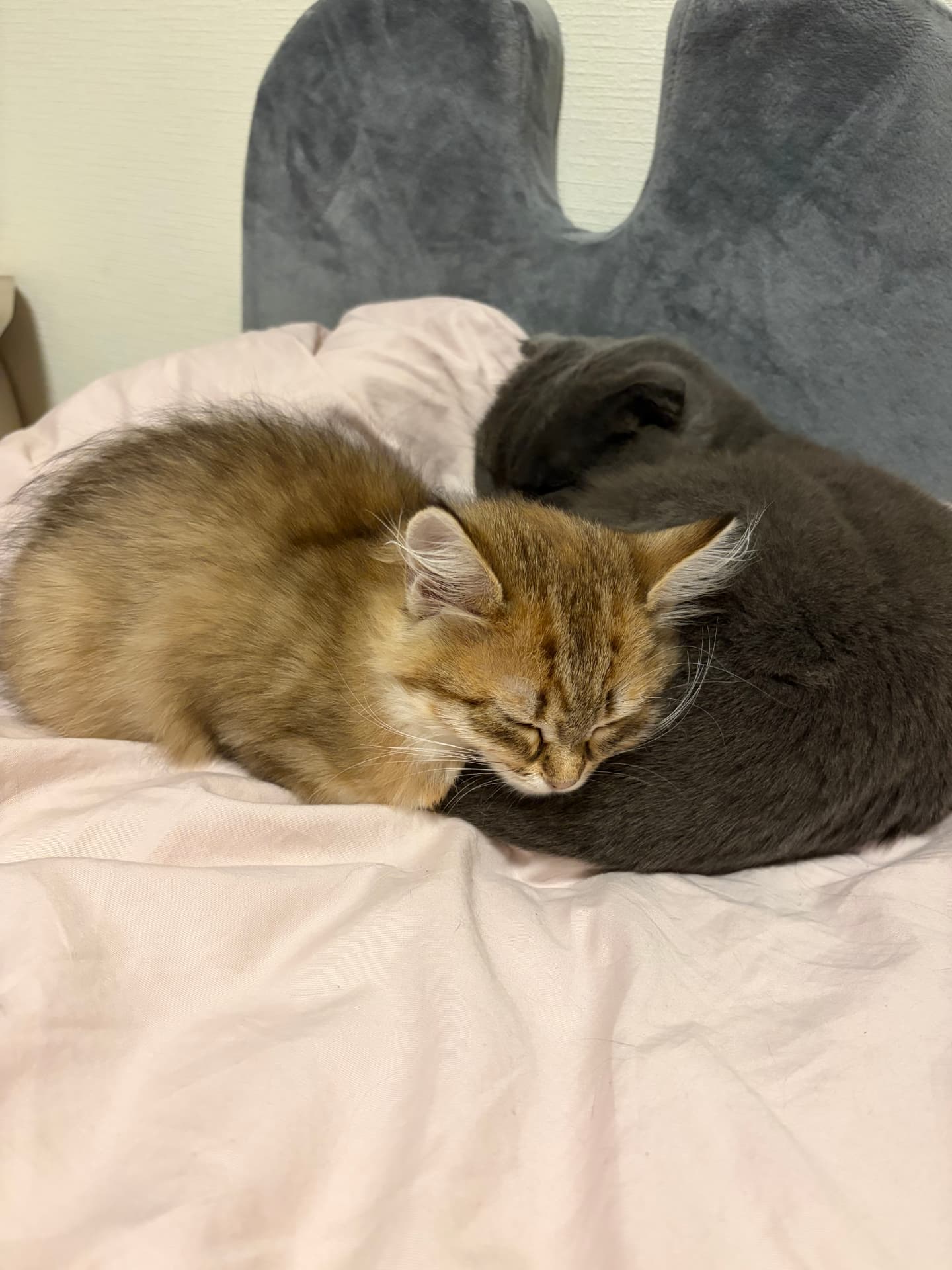 Siobhan and Oliver as kittens (1 of 6)